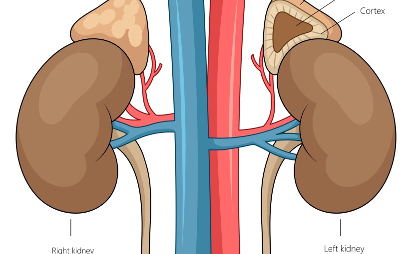 “We apologise for this interruption to regular programming”